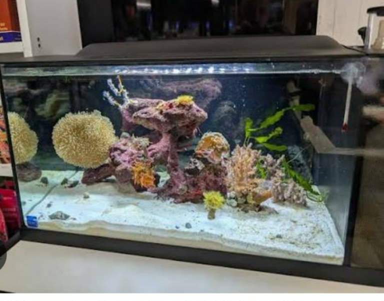 Tmc first wave 48 marine aquarium 