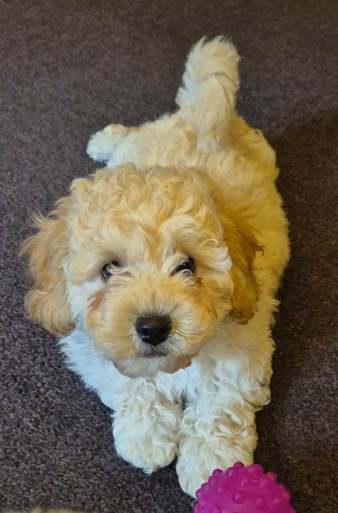Cavapoochon Puppy
