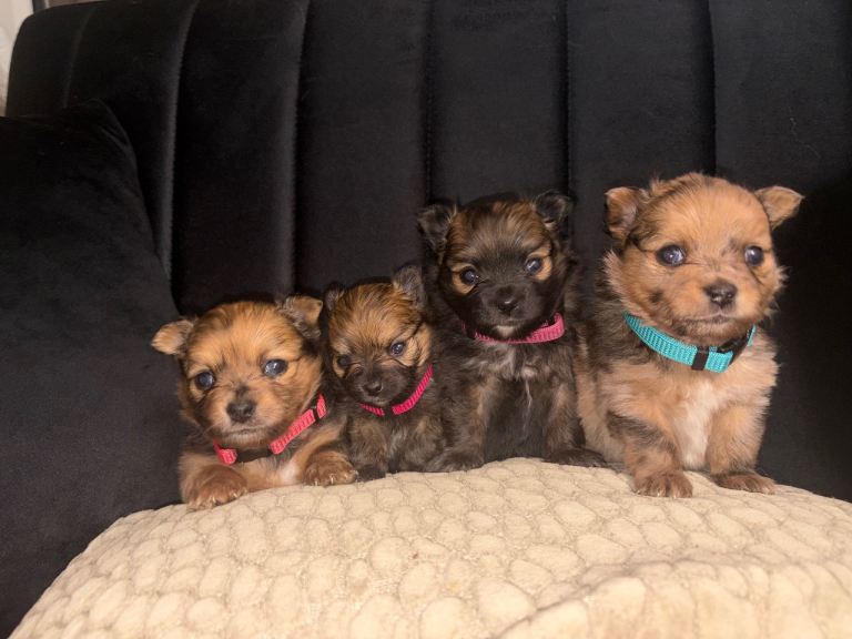 Pomchi puppies