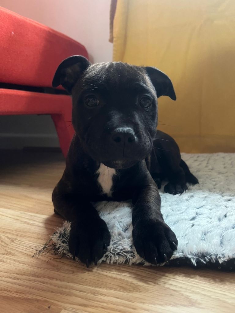Staffy Puppies
