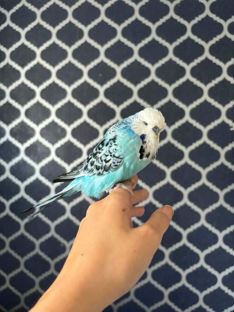 Budgies and enclosure for sale