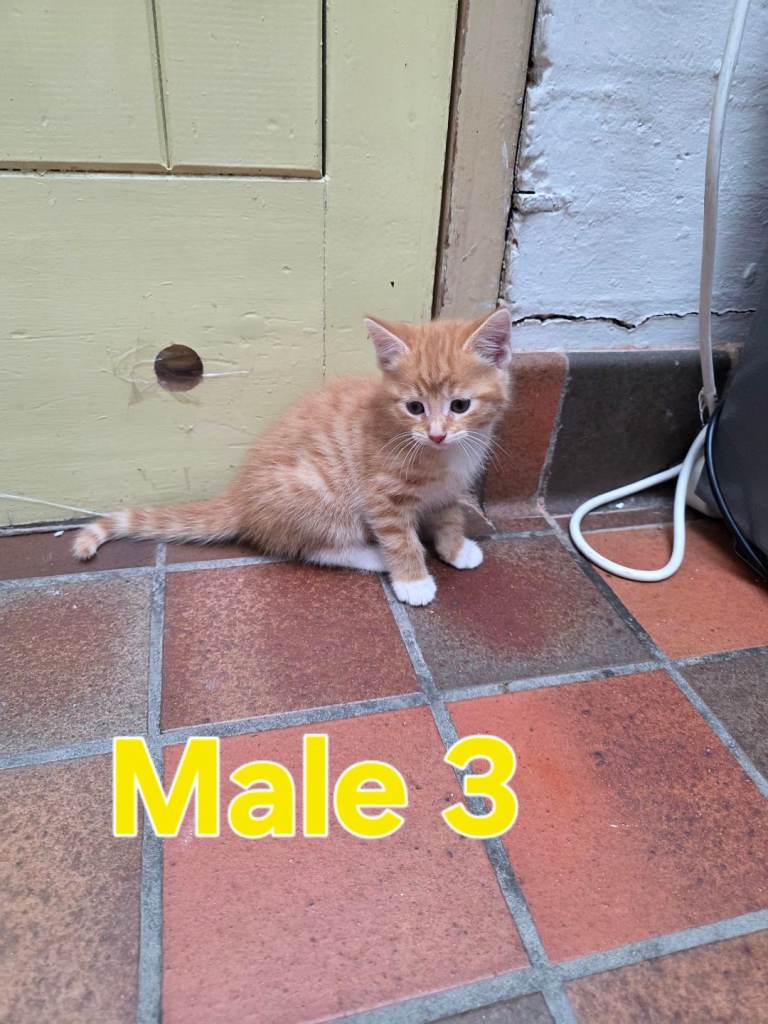 Beautiful Ginger Kitten