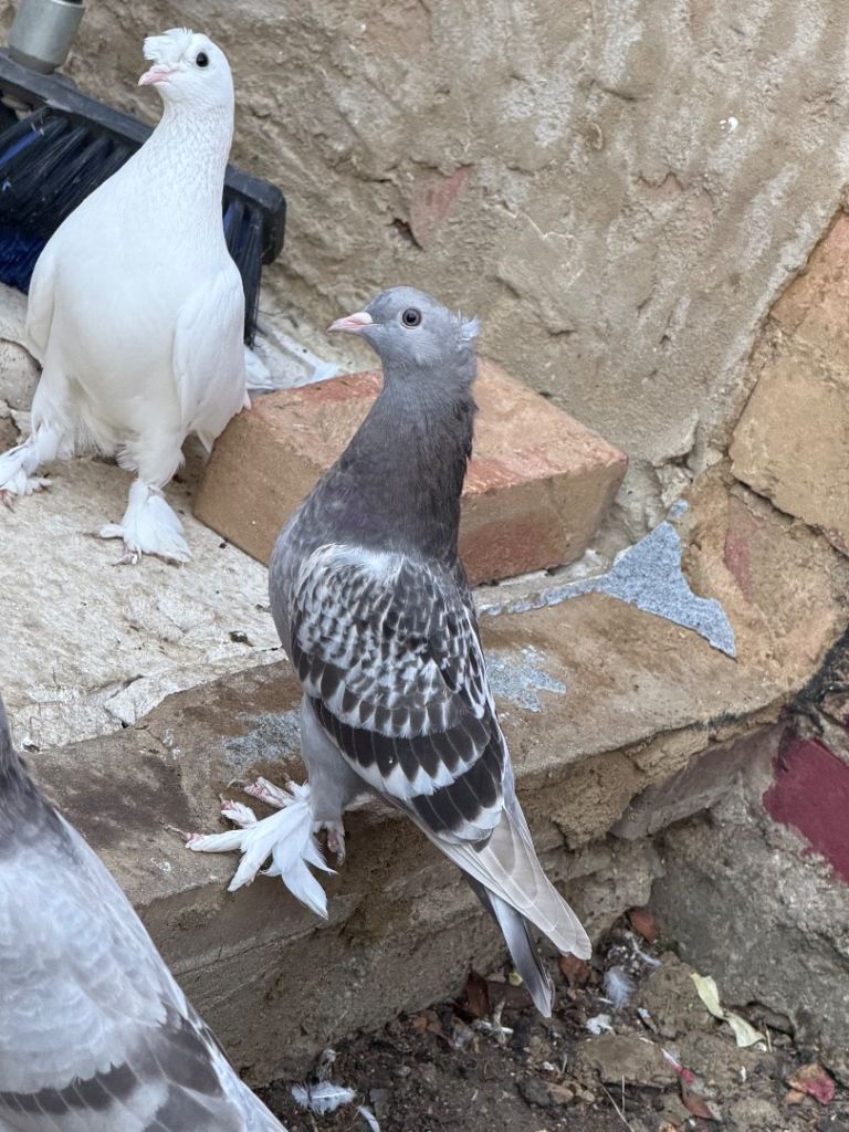 Turkish pigeons