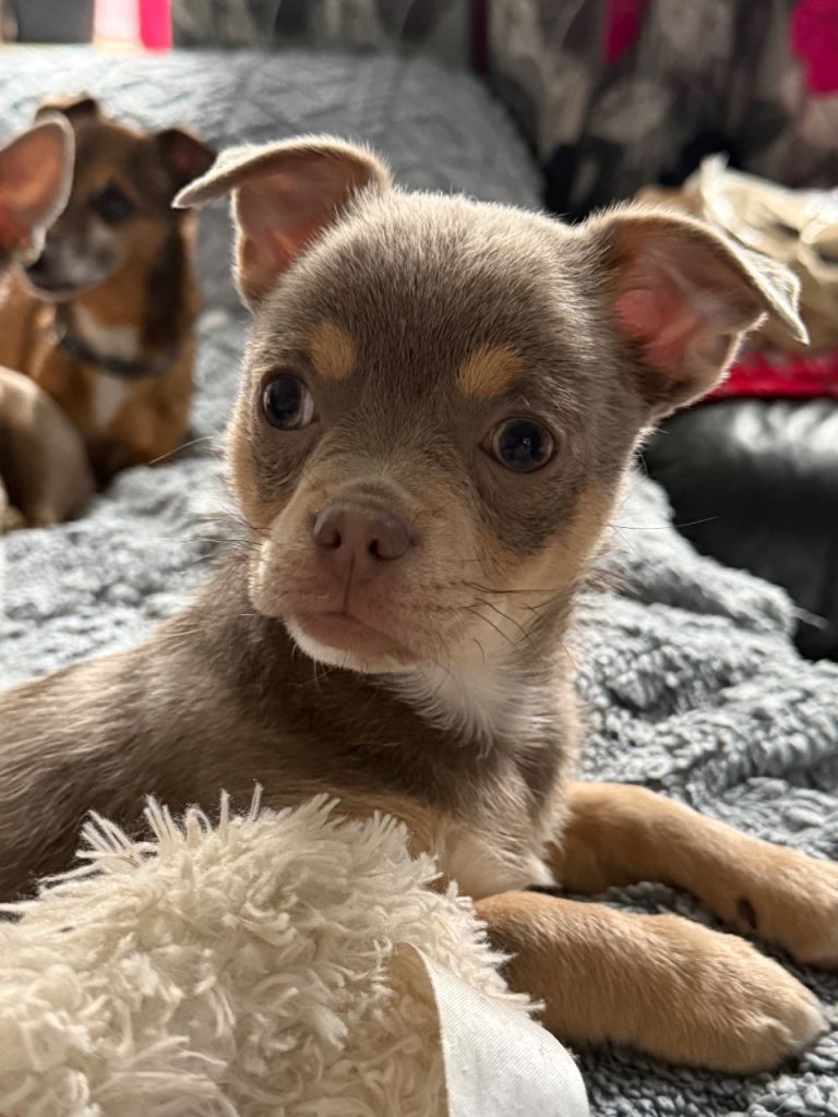 1 exquisite lilac and tan Chihuahua puppy  