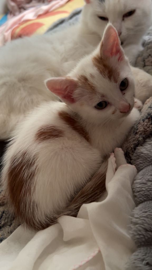 Kittens