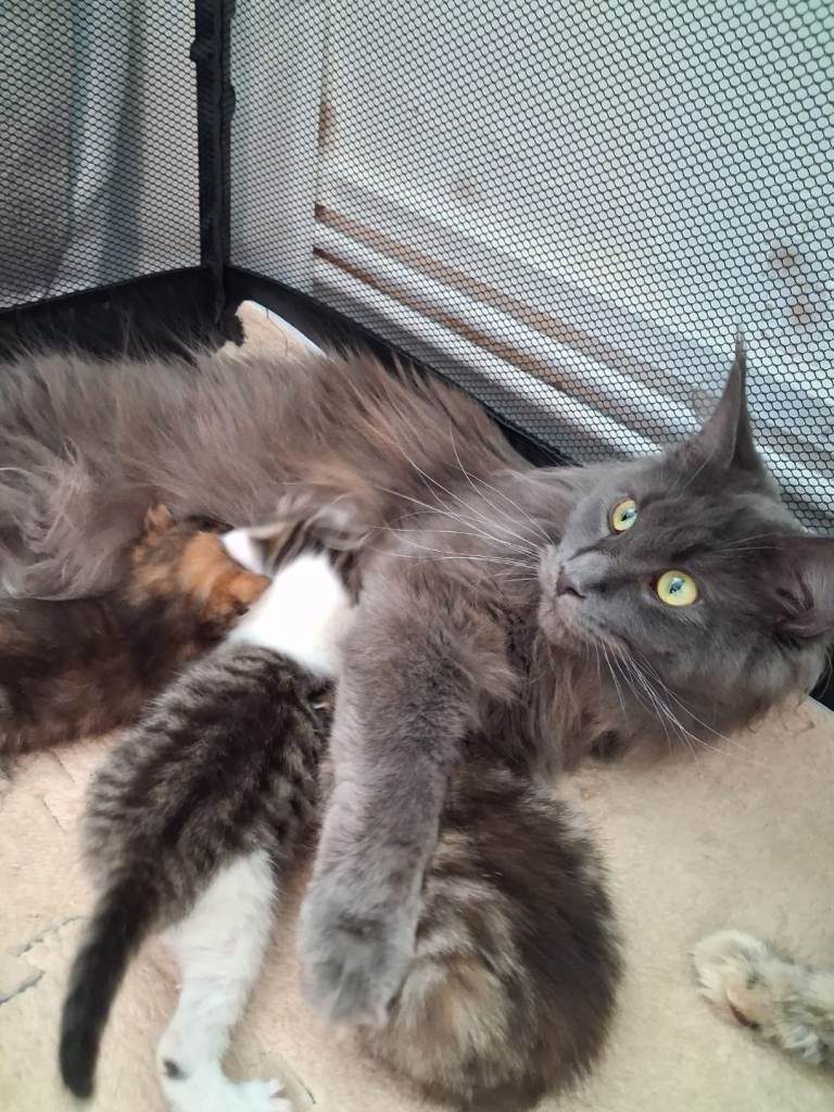 Maine coon cross kittens