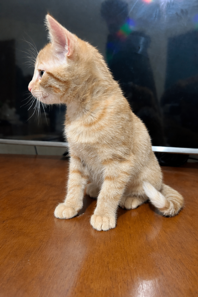 Adorable Ginger Female Kitten🧡 & Black and White male Kitten🖤