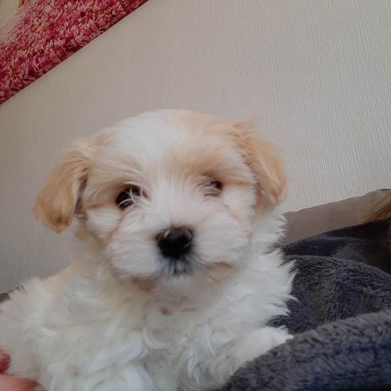 Beautiful, Fluffy, Girl Kyi-Leo Puppy Ready NOW for her Forever Loving Home (Lhasa-Apso/Maltese)