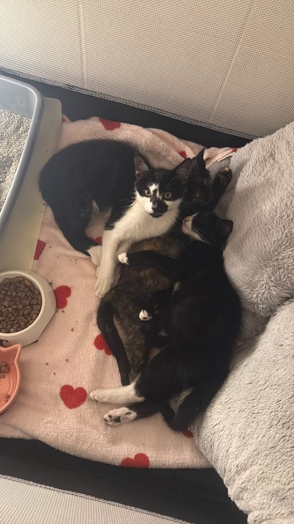 Kittens