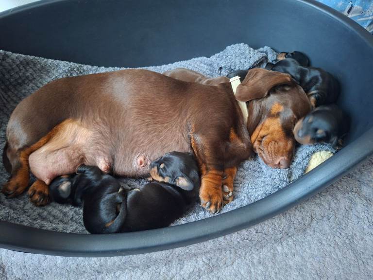 Dachshund puppies