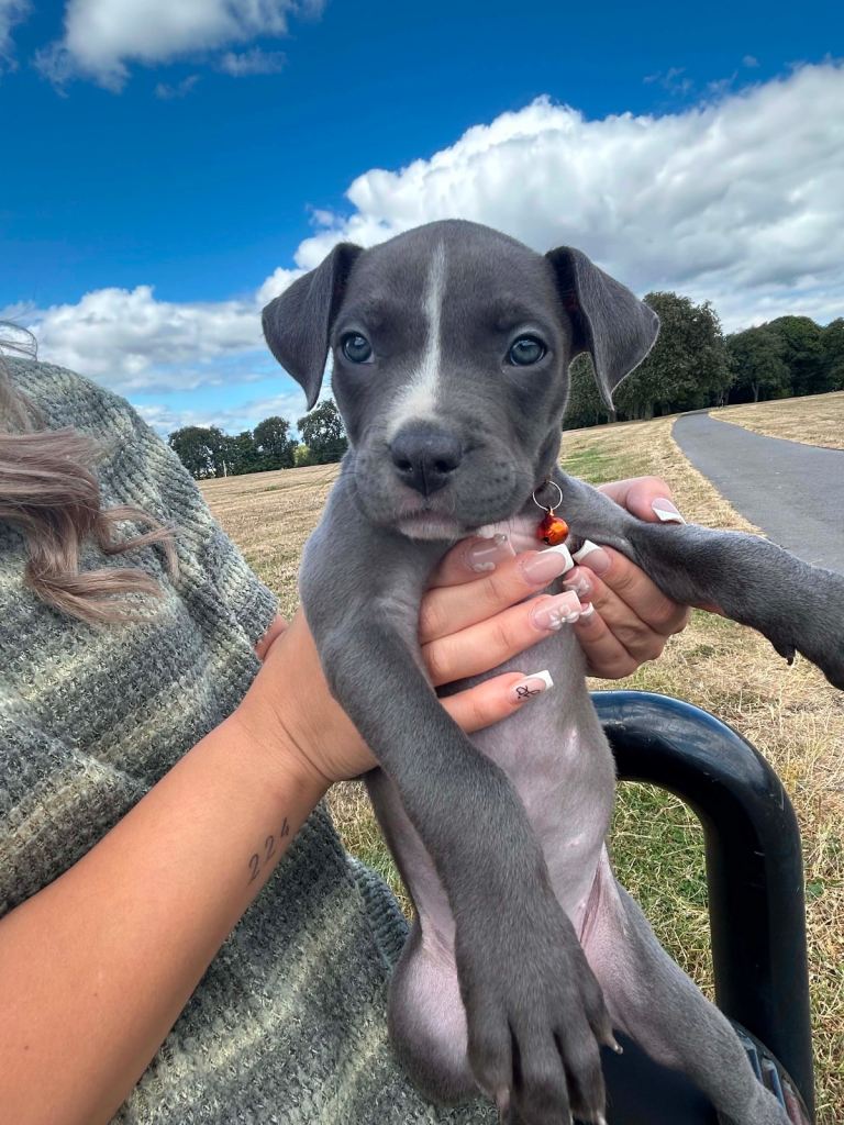 Blue staffy