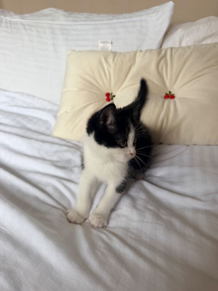 Kittens for sale 