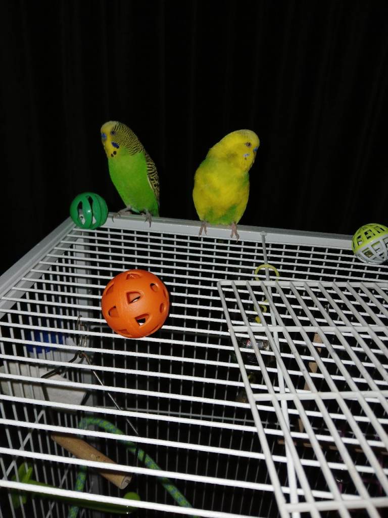 Budgies and cage for sale.