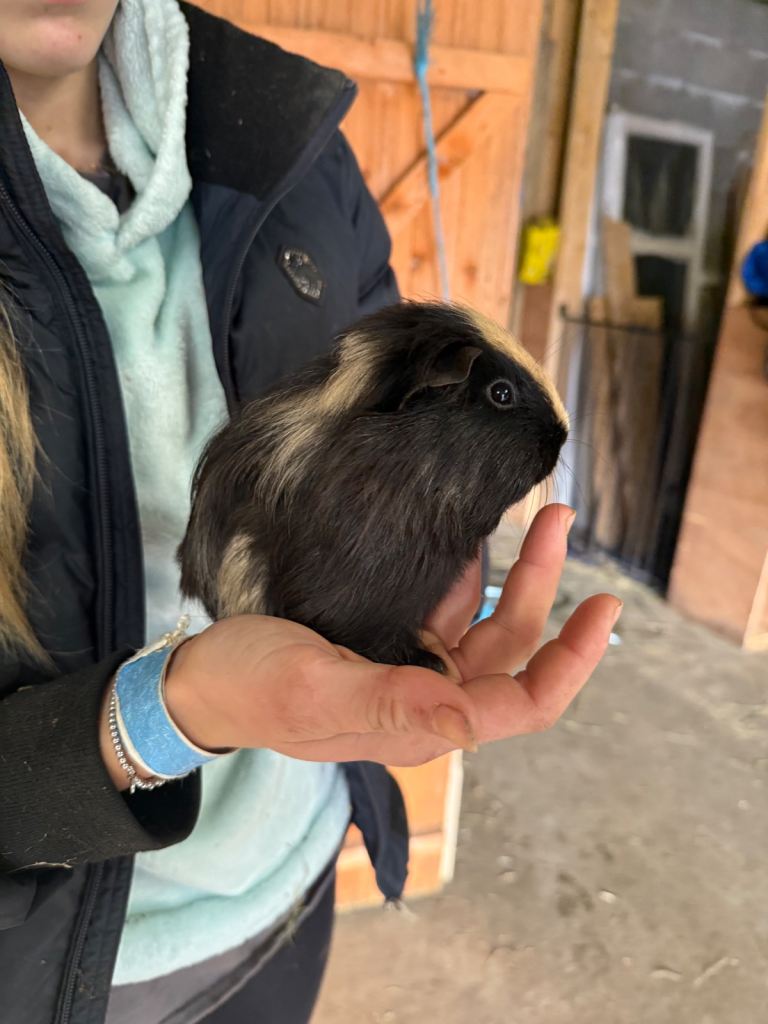 Male guinea pigs