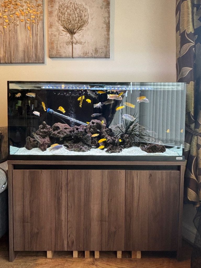 Fluval Roma 240 Malawi Mbuna Aquarium, Fish & Full Setup