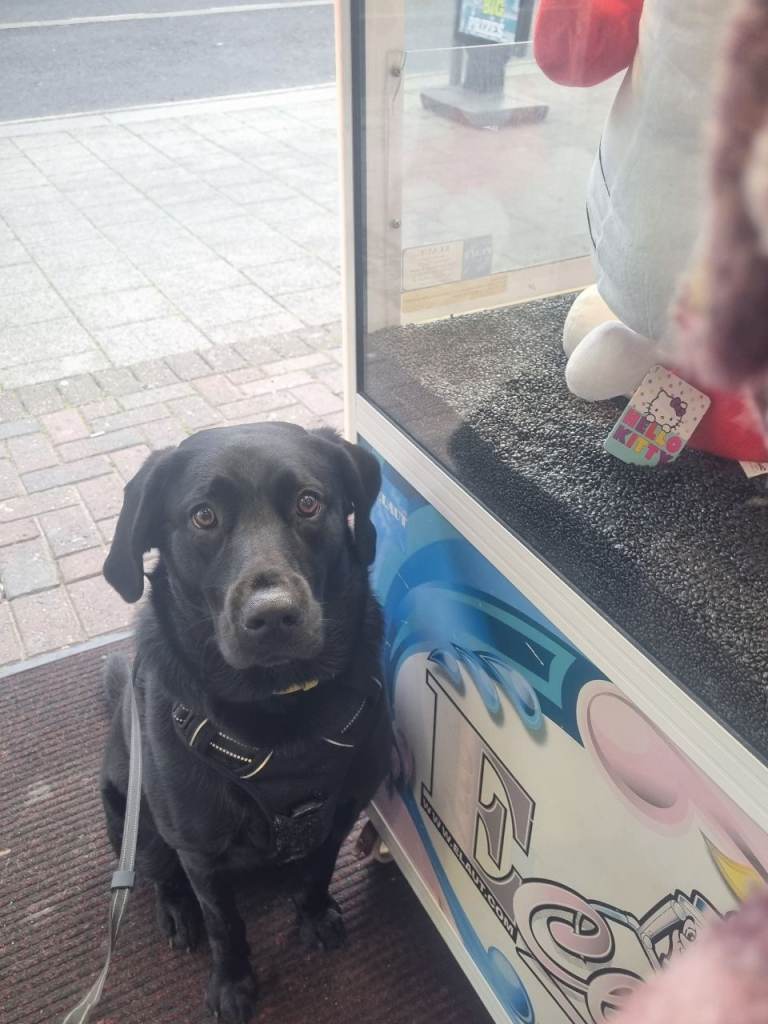 3 year old black female labrador 