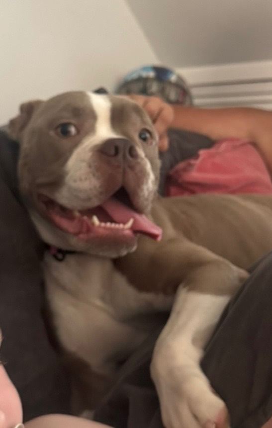 Old tyme bulldog looking for her forever home