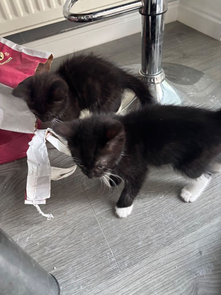 Beautiful kittens
