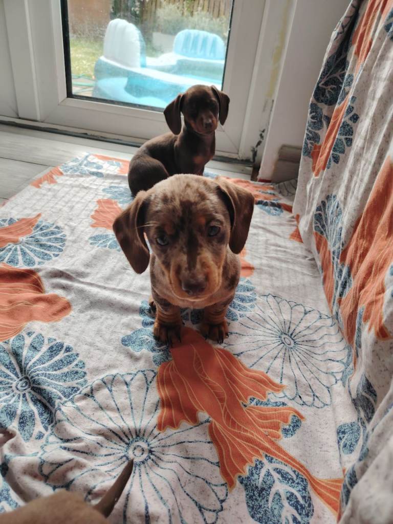 Dauschund