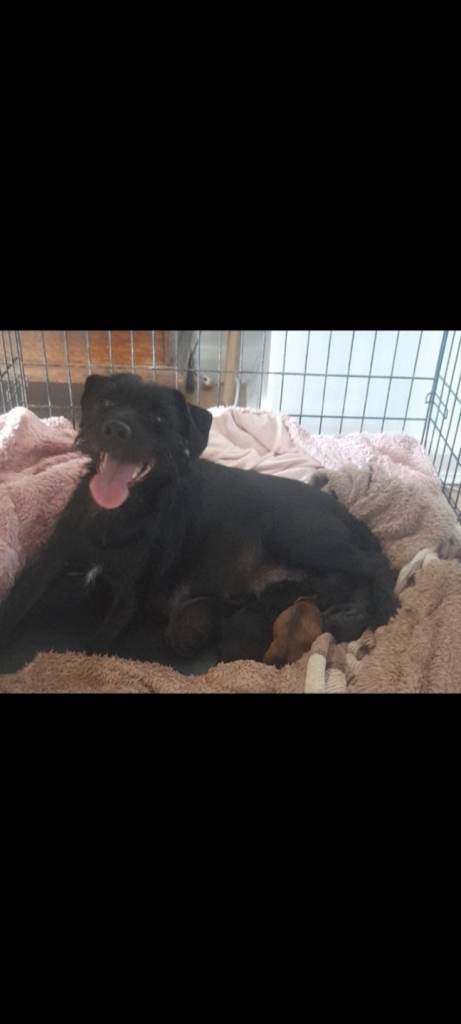 Lakeland x patterdale hybrids 