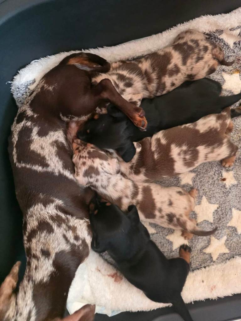 Miniature dachshund 