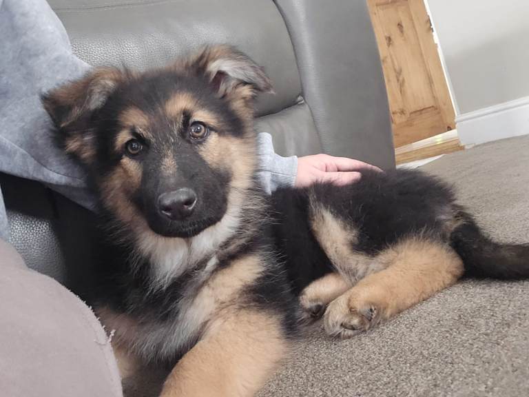 Only 4 girl straight German shepherd puppies left