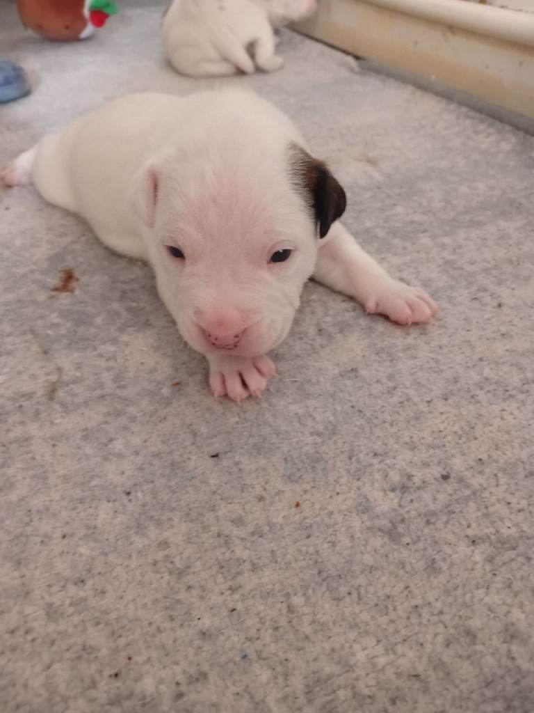 Stafy pupies
