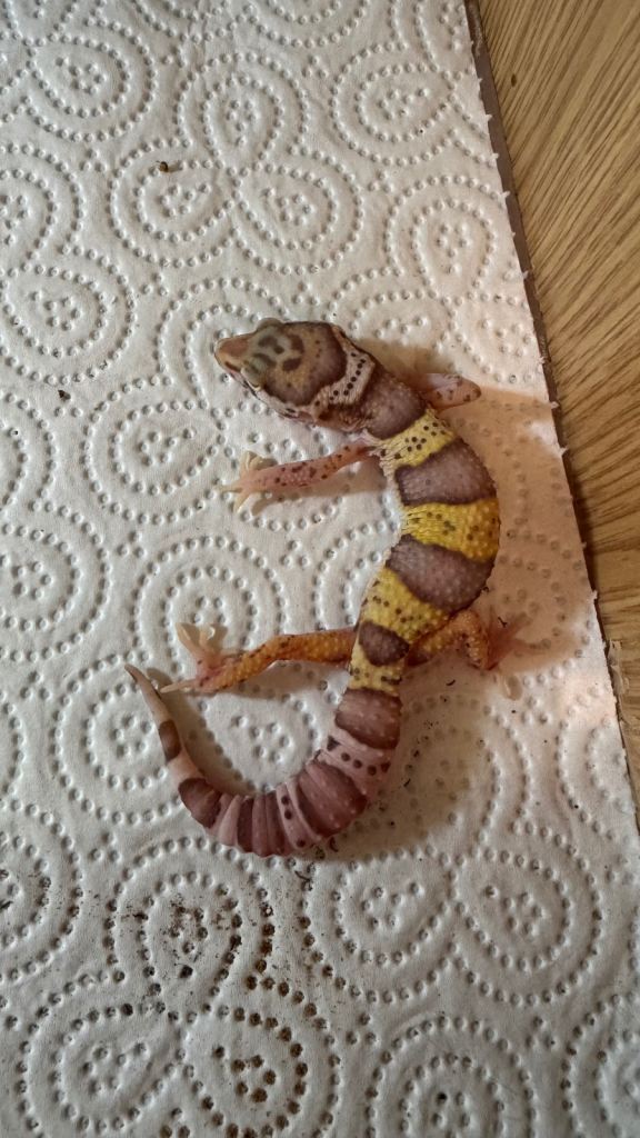 Leopard Gecko