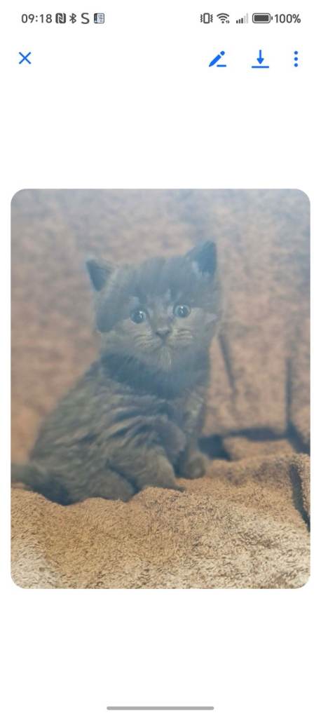 Maine  coon kittens for sale 