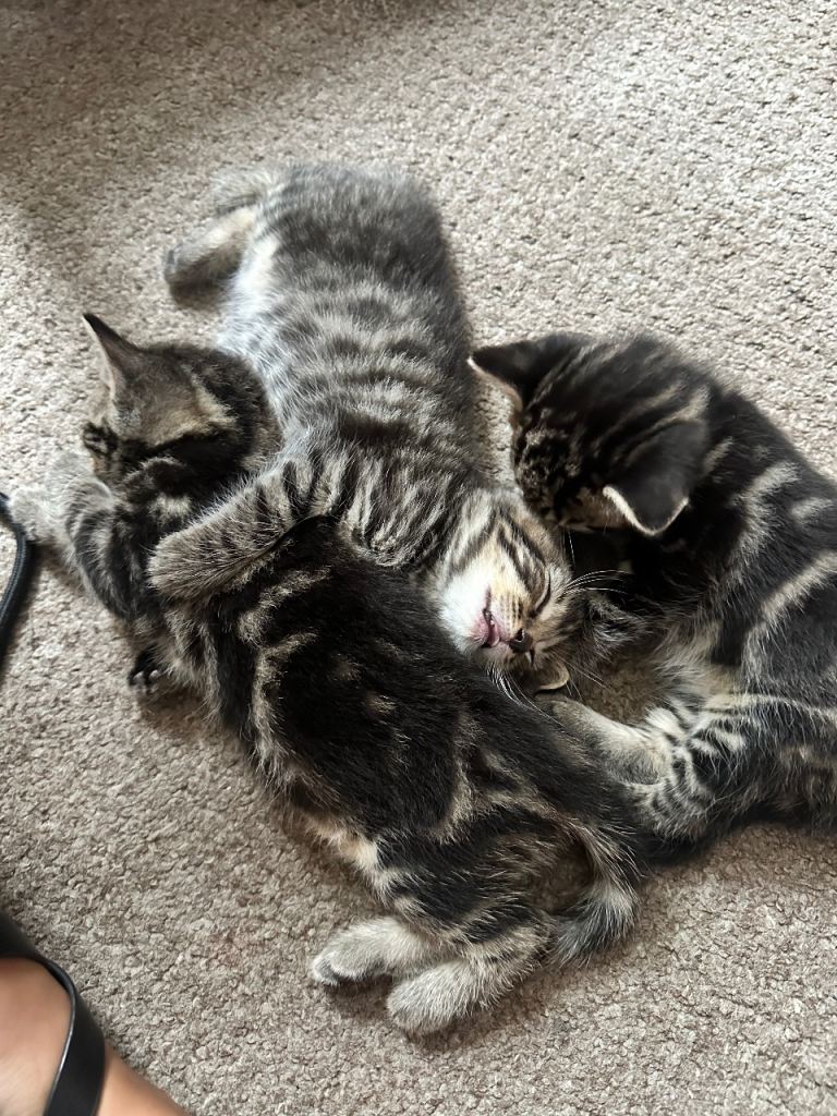 Kittens