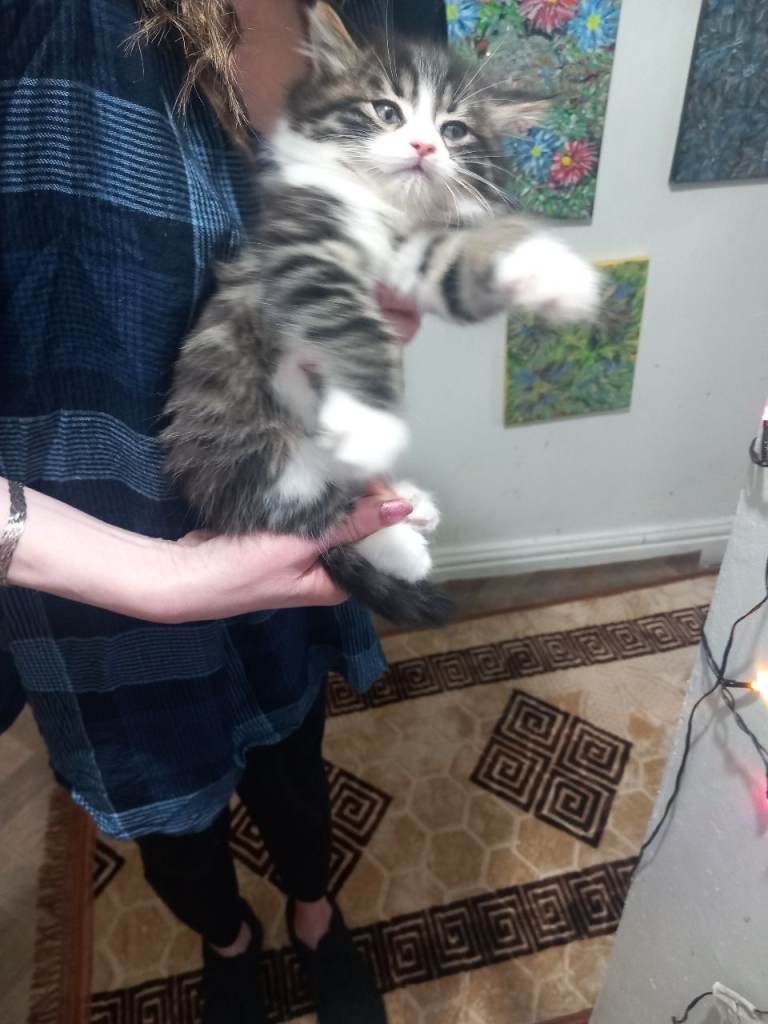 He will be 2 months old on December 17. Thick fur, nice and friendly boy kitten. Rare and beautiful.