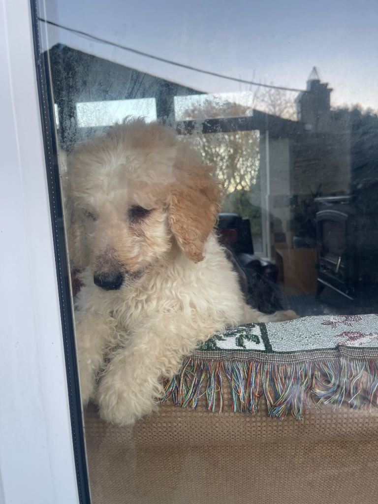 Labradoodle Puppy for sale