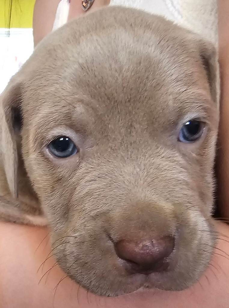  price dropped..ready now cane corso x great dane 