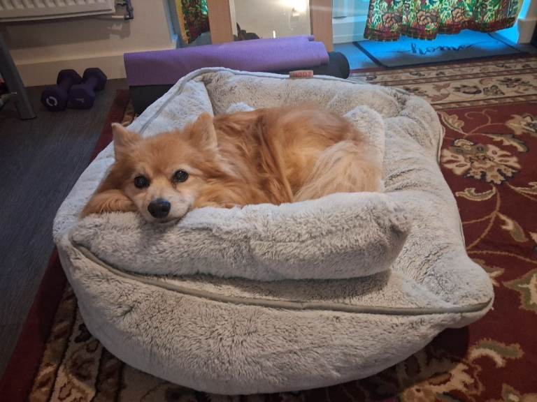 Dog bed 