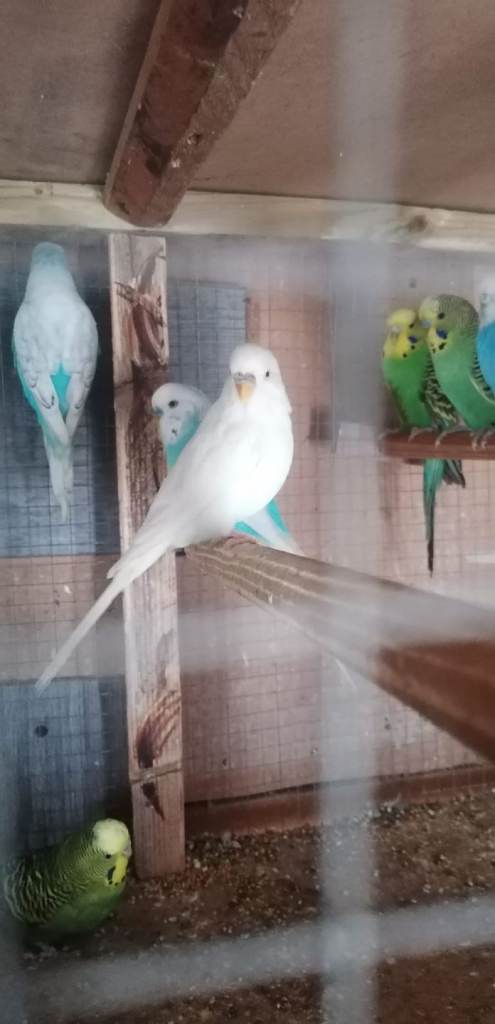 Budgies  for sale 