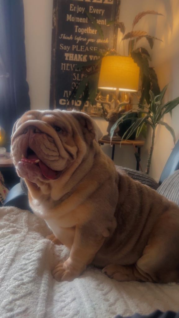 English bulldog female 3 years 