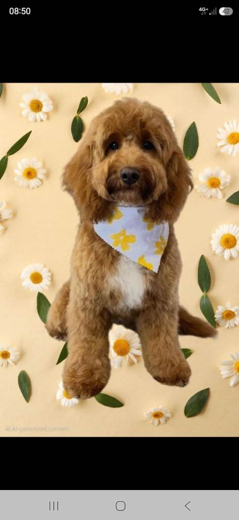 Female cockapoo
