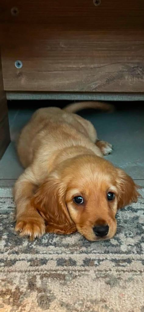 Spaniel puppies for sale 