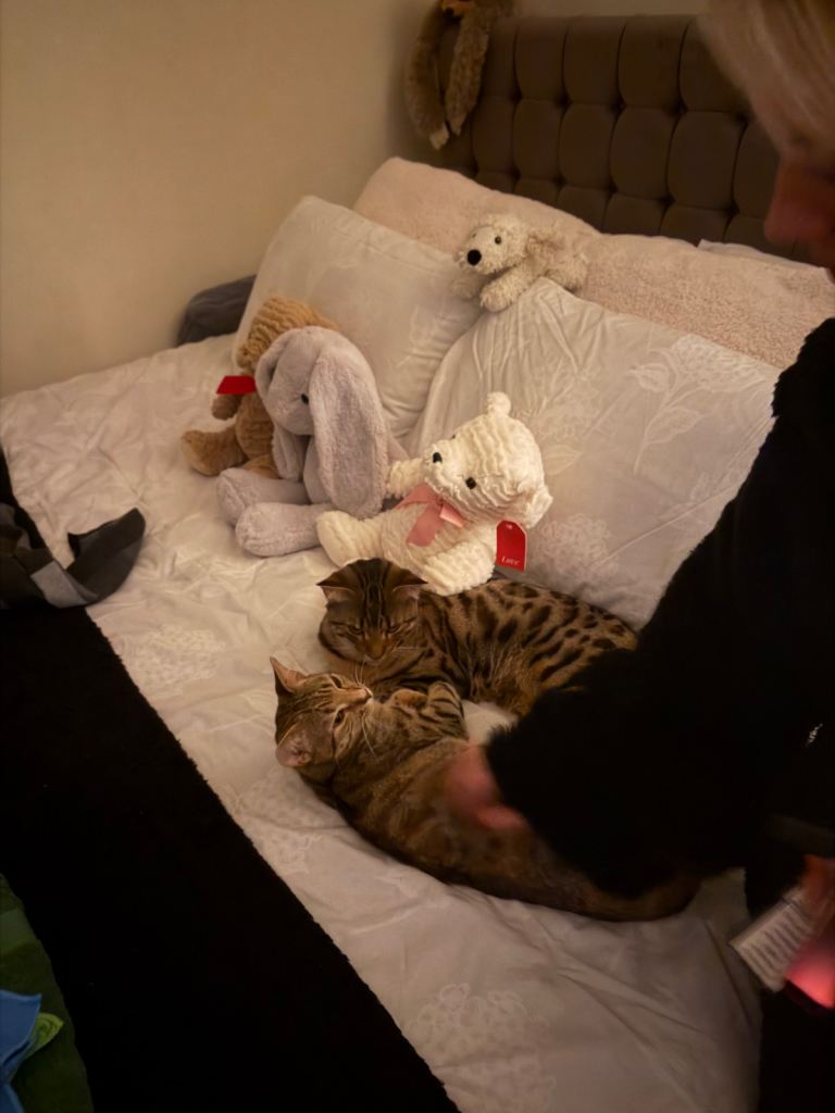 kittens 6 month old ( siblings ) BOY & GIRL 