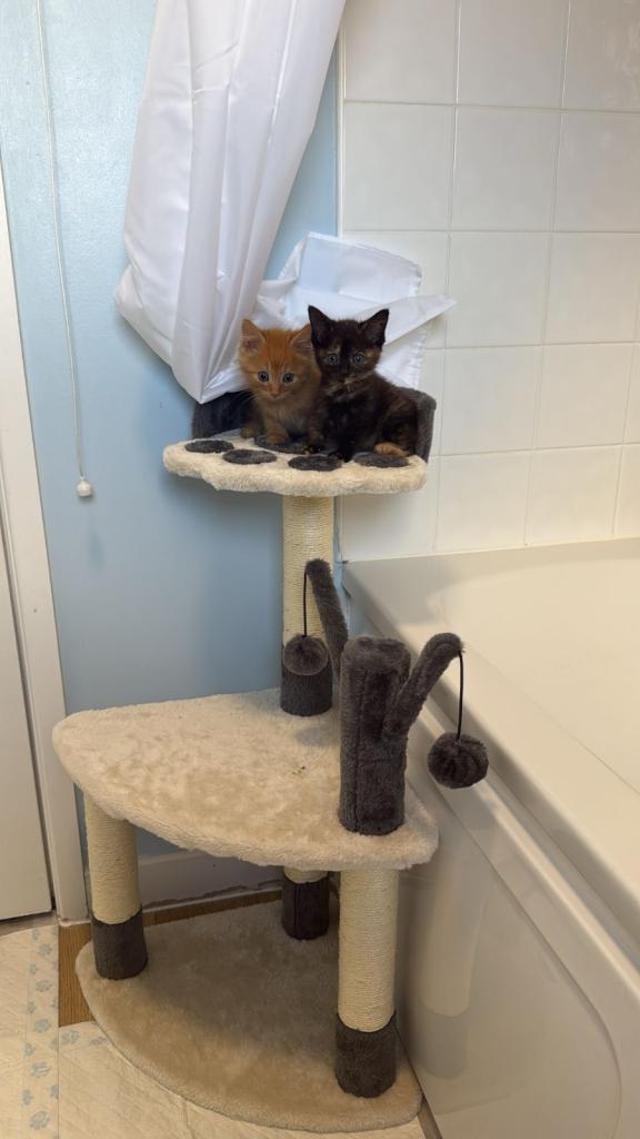 Ginger boy and one tortoise shell kittens. 