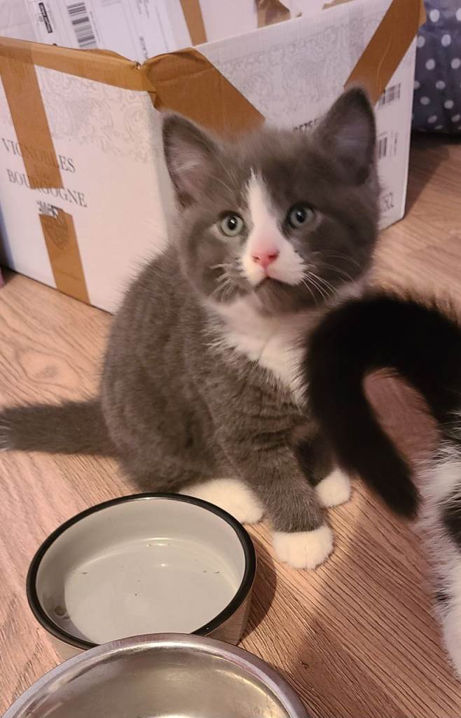 Beautiful kittens for sale 🙂❤️