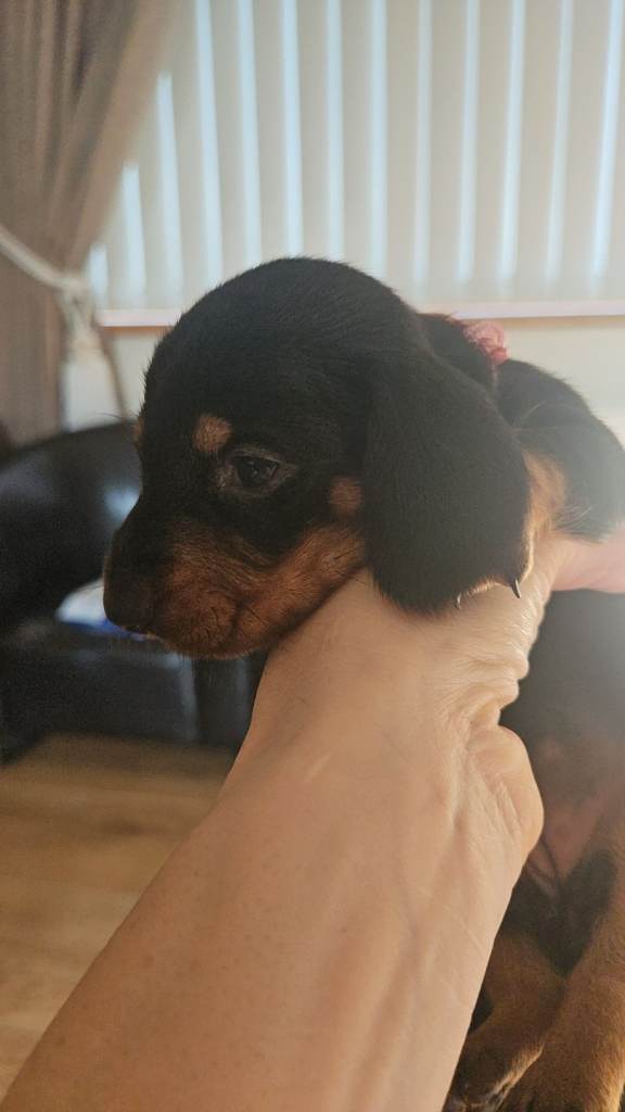 Miniature Dachshund Pups