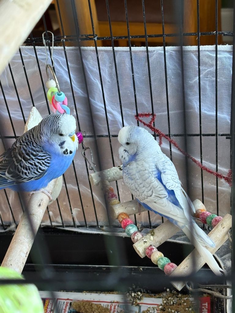 2 male budgies