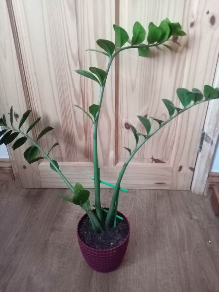 ZZ plant (Zanzibar gem)