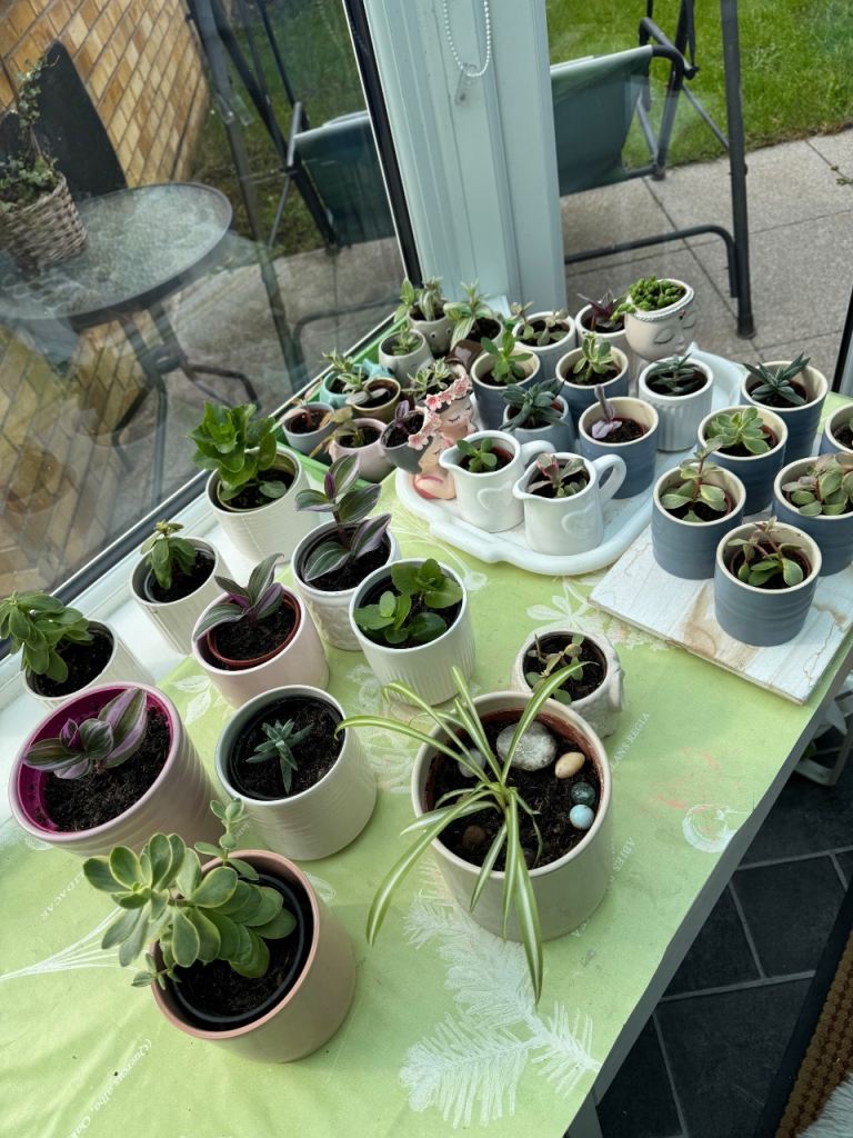 Lots indoor plants for sale peperomia Clusiifolia Ginny spider pants 🪴 in pot £3- £8 each 