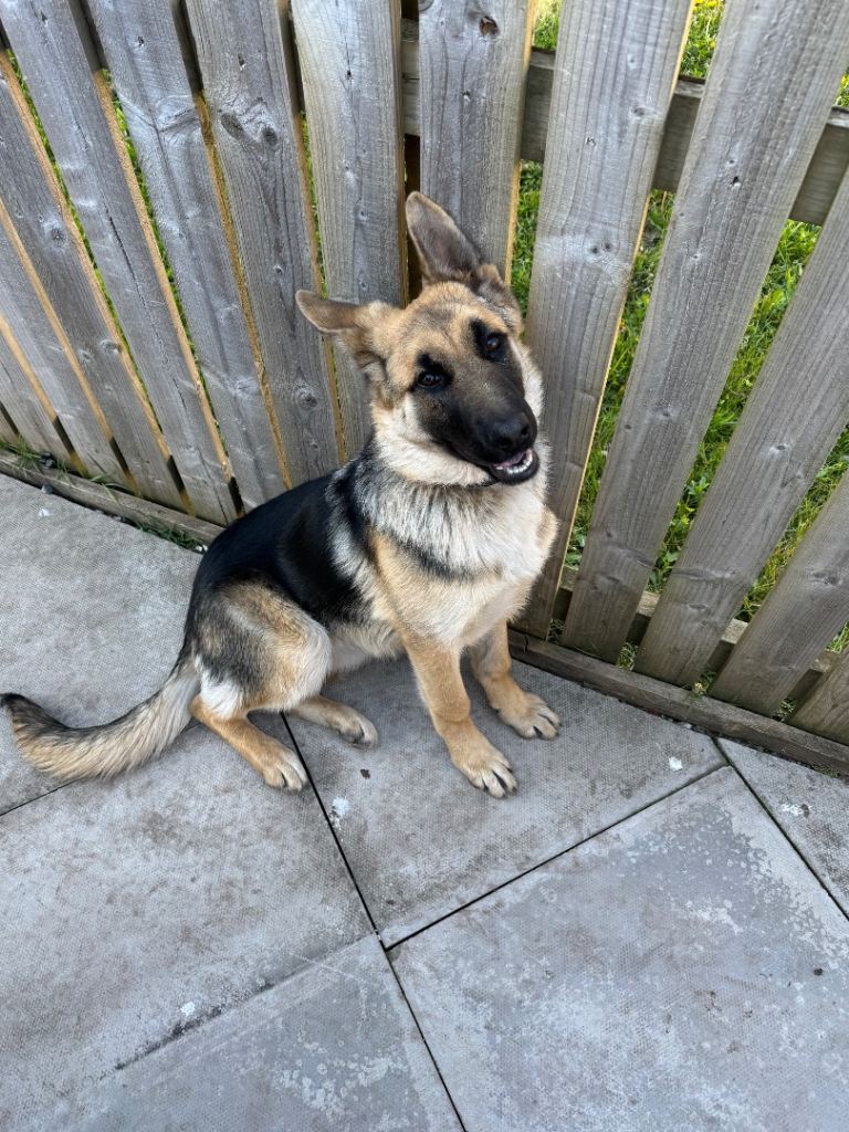 German shepherd puppy (6 months, Female)