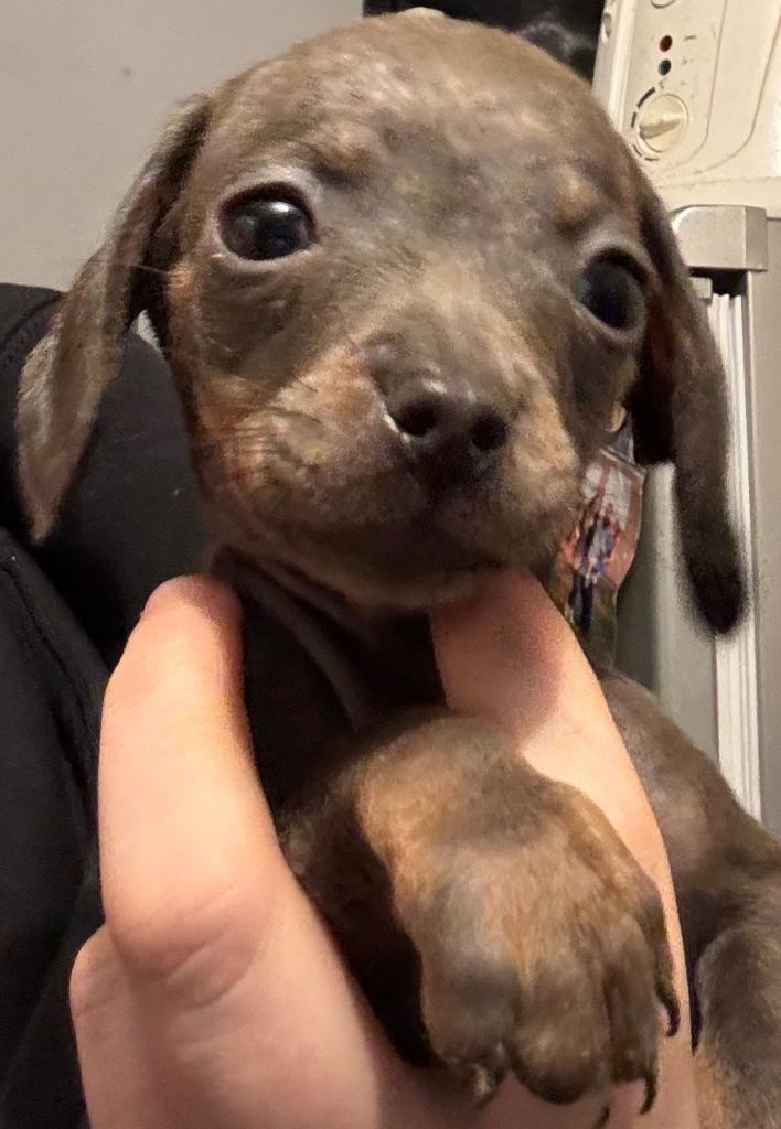 Dachshund pup for sale READY TO LEAVE
