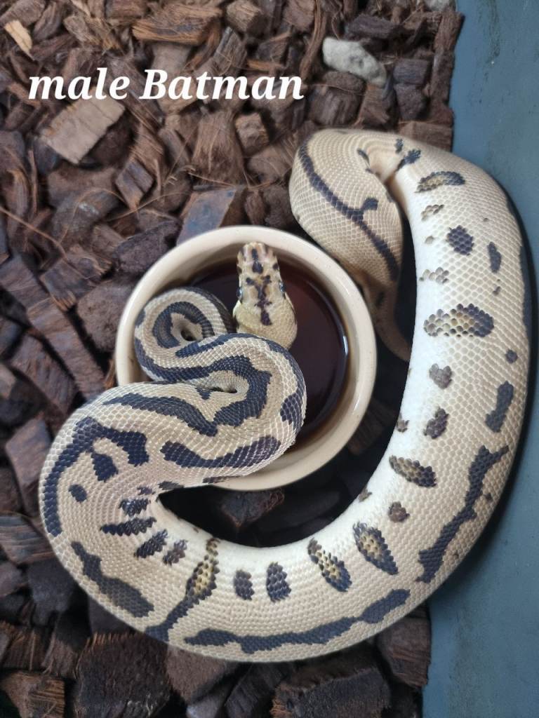 Royal pythons for sale 