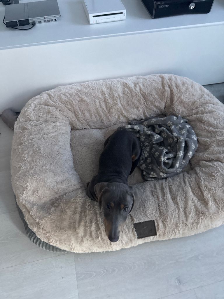 4 months old Blue Dachshund for rehoming 