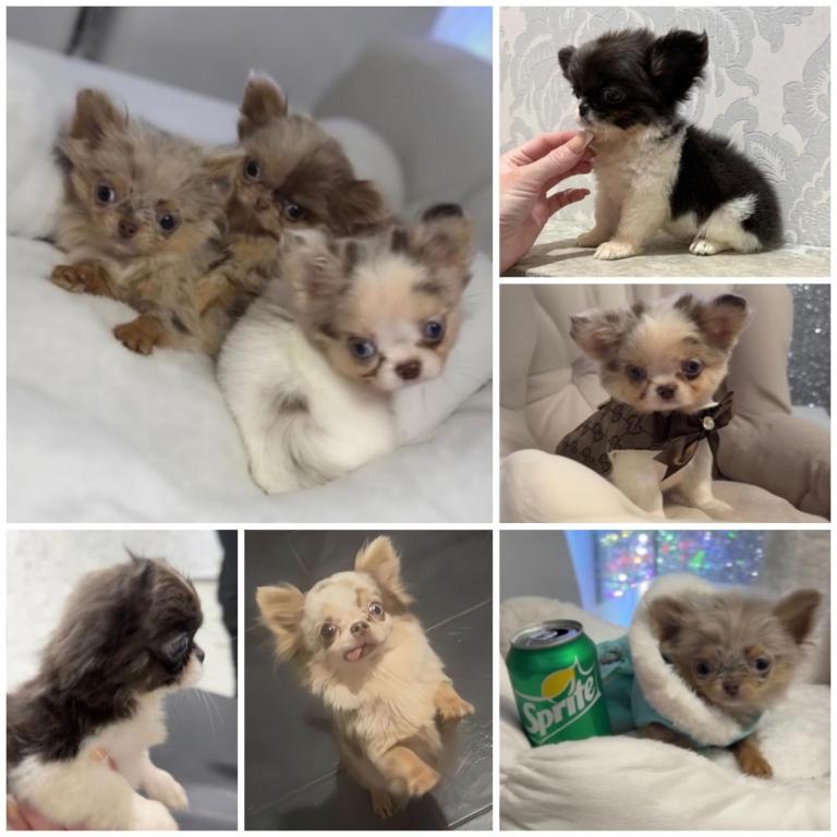 Stunning tiny long coat chihuahuas  